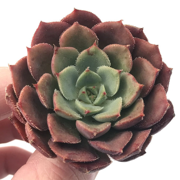 Echeveria 'Bath Bomb' 2" Succulent Plant