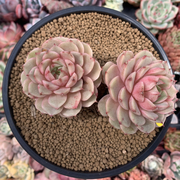 Echeveria 'Ben Badis' 5" Double Headed Succulent Plant