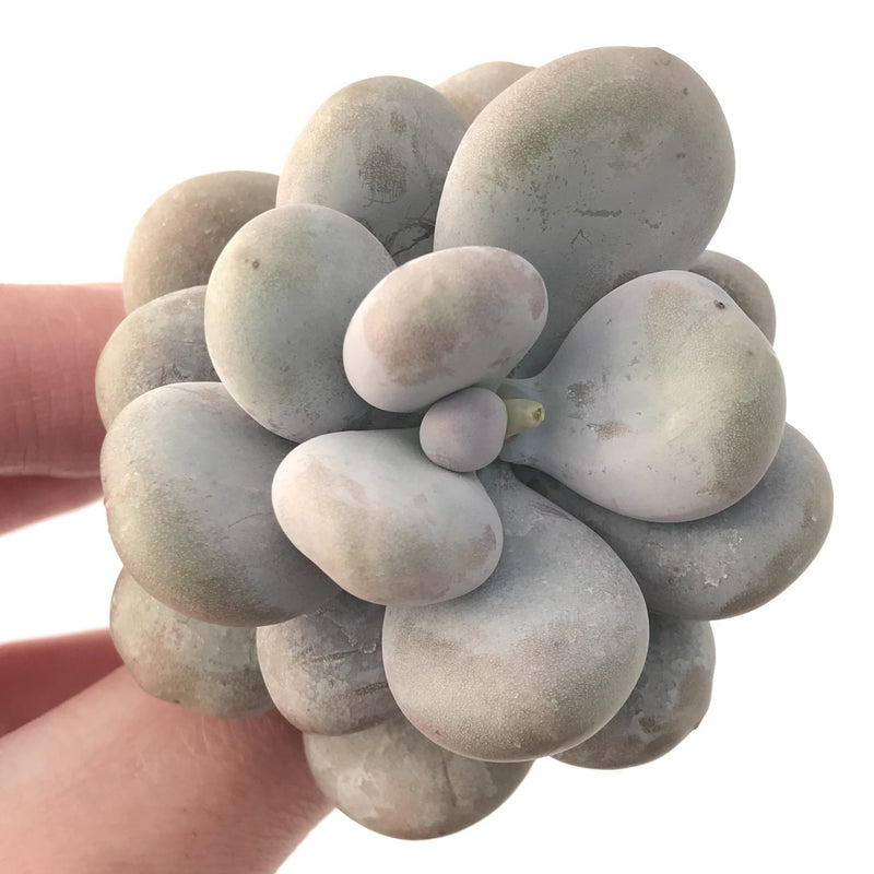 Pachyphytum 'Oviferum' sp. 2 " Large Succulent Plant