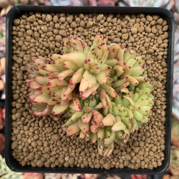 Echeveria Agavoides Crested 3" Succulent Plant