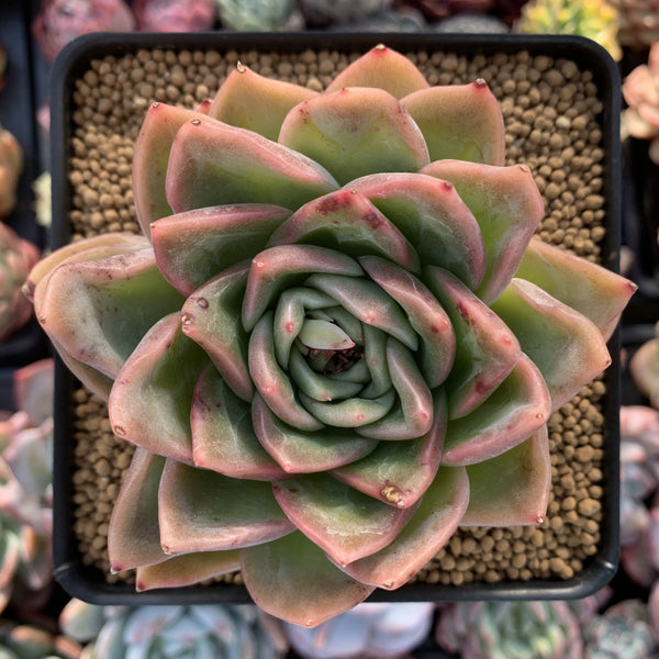 Echeveria Agavoides 'Snow Elian' 3" Succulent Plant