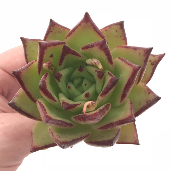 Echeveria Agavoides Ebony 3” Rare Succulent Plant