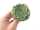 Echeveria 'Southern Bell' 4" Large Succulent Plant