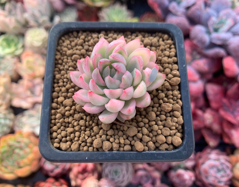 Echeveria 'Mebina' Variegated 1" Succulent Plant