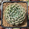 Echeveria 'Amanda' 3" Succulent Plant