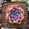 Echeveria sp. 2" Succulent Plant