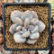 Echeveria 'Pink Amadeus' 2" Powdery Succulent Plant