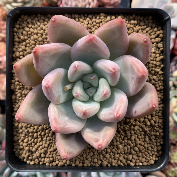 Echeveria 'Pena' 4" Succulent Plant