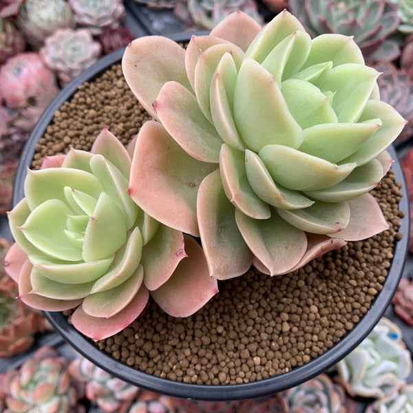 Echeveria 'Arenas' 5" Large Double Headed Cluster Succulent Plant