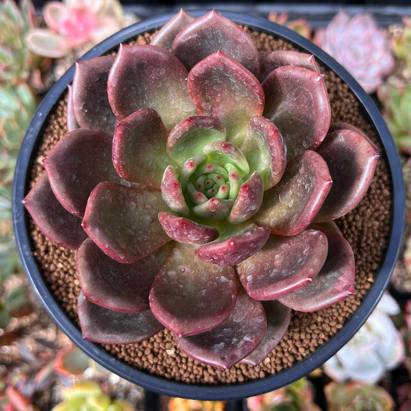 Echeveria 'Baekya' 3" Succulent Plant