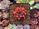 Echeveria Agavoides 'Almond' New Hybrid 1" Succulent Plant