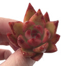 Echeveria Agavoides 'Frank Reinelt' 2" Succulent Plant