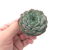 Echeveria 'Helena' Hybrid 2"-3" Powdery Succulent Plant