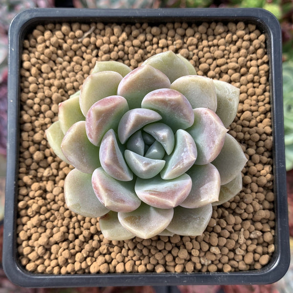 Echeveria 'High Stone' 1"-2" New Hybrid Powdery Succulent Plant