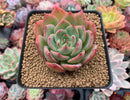 Echeveria Agavoides 'Red Glow' 2"-3" Succulent Plant