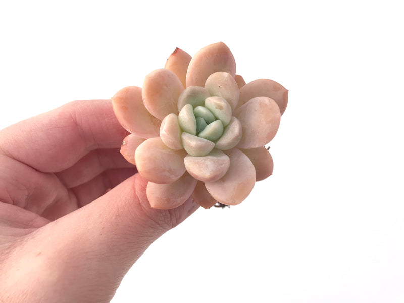 Echeveria 'Muellerl' 1"-2" New Hybrid Succulent Plant