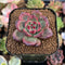 Echeveria Agavoides 'Tim' 1" Succulent Plant