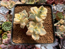 Graptoveria 'Titubans' Variegated 3" Cluster Succulent Plant