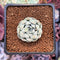 Echeveria 'Arba' 1" Succulent Plant