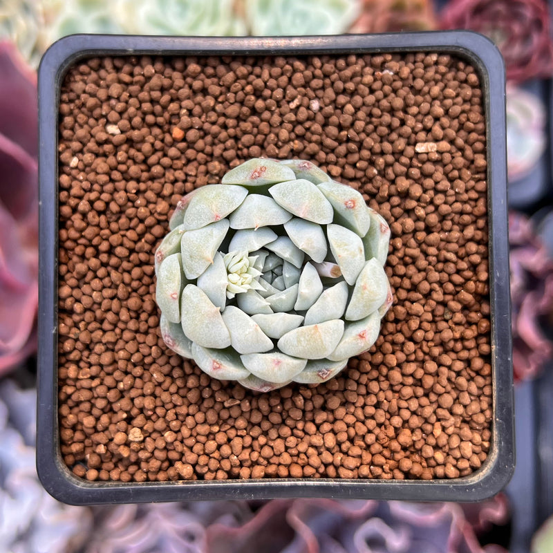 Echeveria 'Arba' 1" Succulent Plant