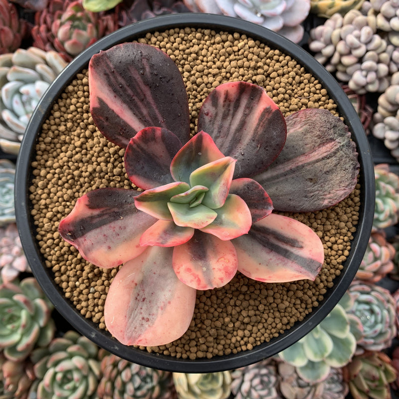 Echeveria 'Primadonna' Variegated 4" Succulent Plant