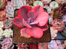 Echeveria 'Angel Wings' Variegated 3" Succulent Plant