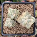 Crassula 'Moonglow' Variegated 2"-3" Cluster Succulent Plant