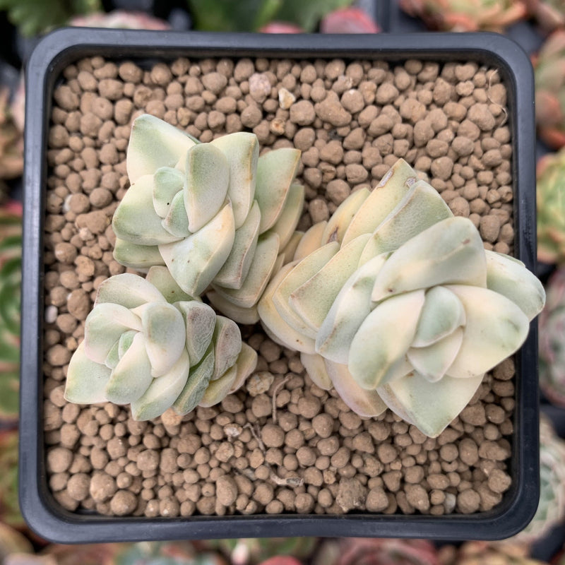 Crassula 'Moonglow' Variegated 2"-3" Cluster Succulent Plant