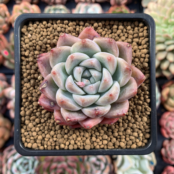 Echeveria 'Ice-burg' 2" Powdery Succulent Plant