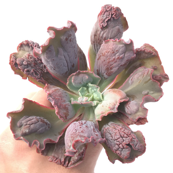 Echeveria 'Linguas' 3"-4" Succulent Plant