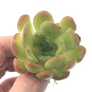 Echeveria 'Lineberry' 2"-3" Rare Succulent Plant