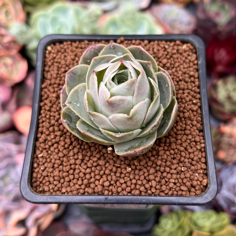 Greenovia 'El Hiero' 2" Succulent Plant