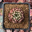 Echeveria Agavoides 'Black Cat' 1" Succulent Plant