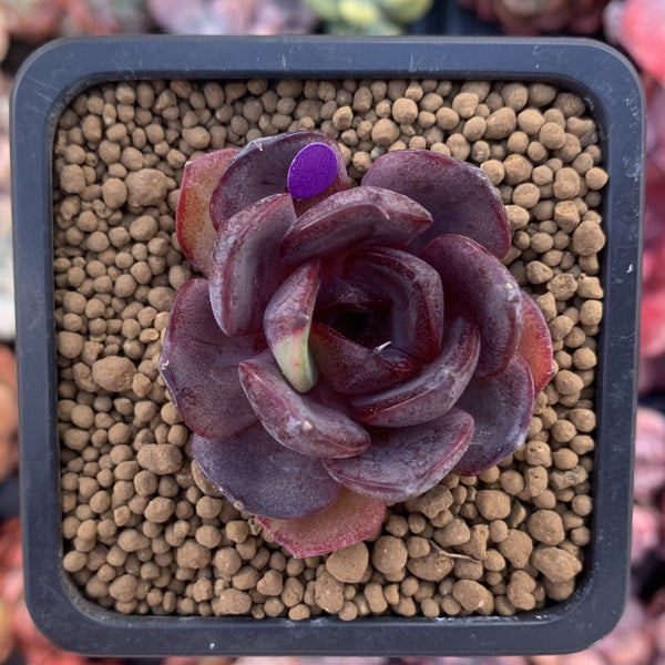 Echeveria 'Black Tan' 1" New Hybrid Succulent Plant