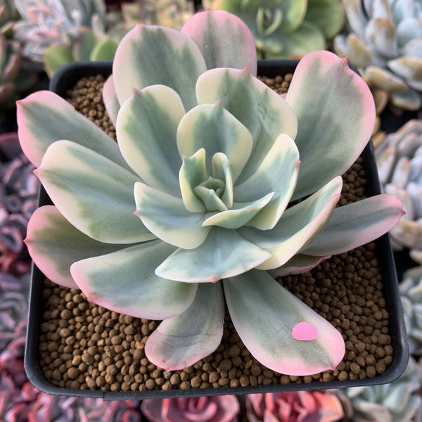 Echeveria 'Secunda' Variegated 4” Rare Succulent Plant