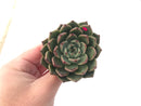 Echeveria Agavoides 'Ebony' x 'Zaragoza' Hybrid 3" Succulent Plant