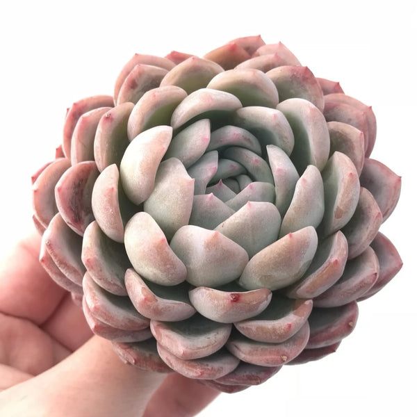 Echeveria Monroe Hybrid 4” Rare Succulent Plant