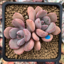 Echeveria 'Arandron' 2" Cluster Succulent Plant