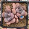 Echeveria 'Arandron' 2" Cluster Succulent Plant