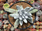 Dudleya Pachyphytum 4"-5" Succulent Plant