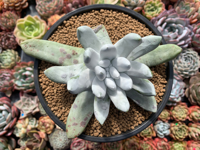 Dudleya Pachyphytum 4"-5" Succulent Plant