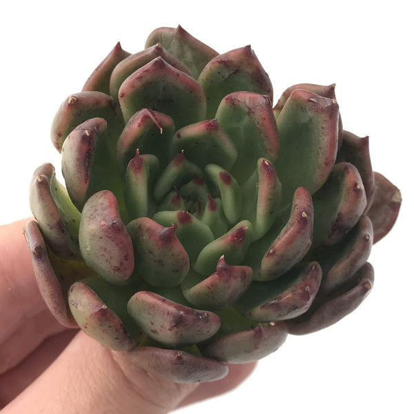 Echeveria Agavoides 'Golden Bear' 2" Succulent Plant