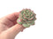 Echeveria ‘Ice Love’ Variegated 2” Succulent Plant