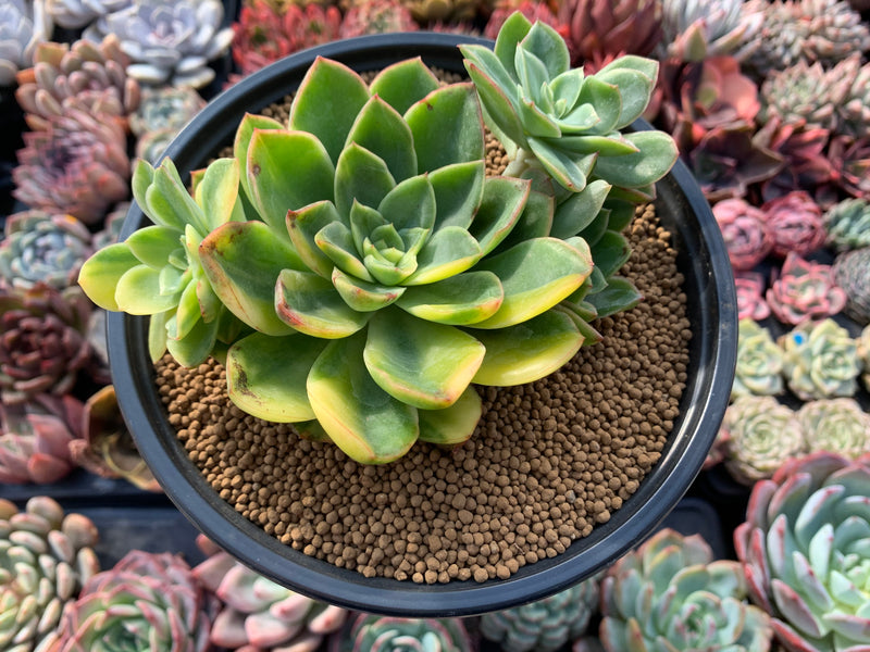 Echeveria 'Bob Jolly' Variegated 4"-5" Large Cluster Succulent Plant