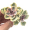 Echeveria 'Rainbow' Variegated 3" Succulent Plant