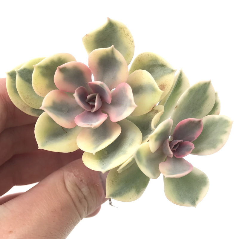 Echeveria 'Rainbow' Variegated 3" Succulent Plant