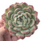 Echeveria 'Yusuke' 4" Succulent Plant