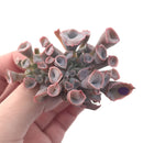 Echeveria 'Trumpet Pinky' 2" Succulent Plant