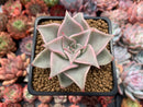 Echeveria 'Madiba' 3" Succulent Plant