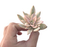 Pachyveria 'Simonoasa' Highly Variegated 2"-3" Succulent Plant